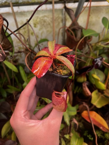 Nepenthes sibuyanensis - , x