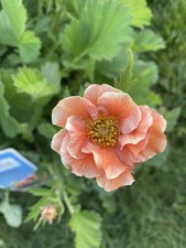 XL Geum ‘Mai Tai’ Peach /