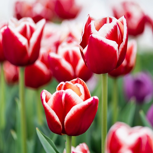 Tulip miniature red white - tulip,