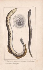 1834 LAMPREY FISH Print - Hand-Coloured Antique Wall Art - 5.8 x 8.9 Inches