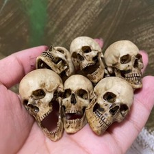 1/6 Scale Human Skull Skeleton