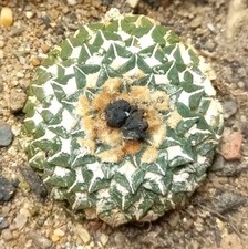 Ariocarpus kotschoubeyanus - ariocarpus, v
