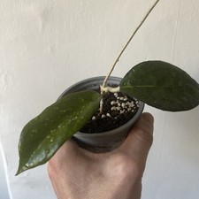 Hoya Tequila Rooted Cutting