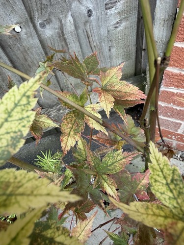 Acer palmatum nishiki - acer, gasane
