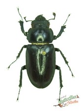 Stag beetle lucanus - beetle,