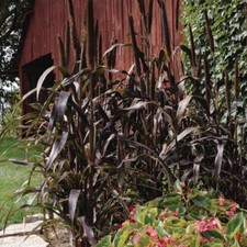 Ornamental Millet Grass Plant