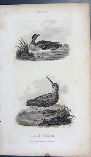 Original old antique print - old,