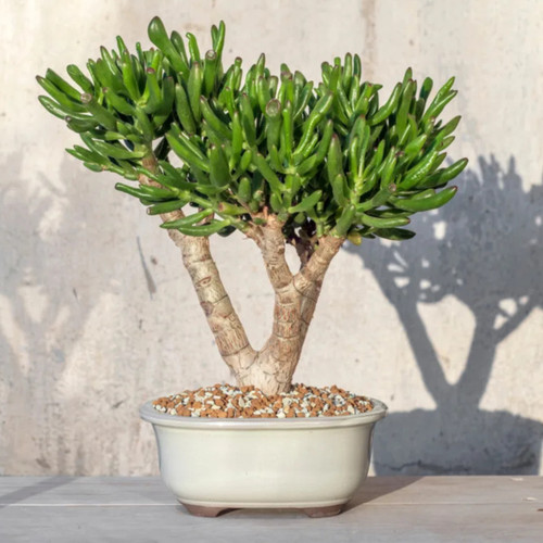Unusual coral jade - jade, plant