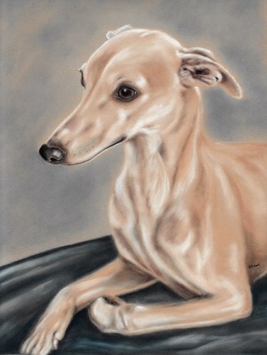 Whippet dog art print gift - dog,