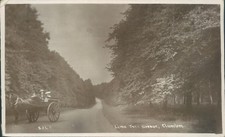 Real photo Clumber park lime
