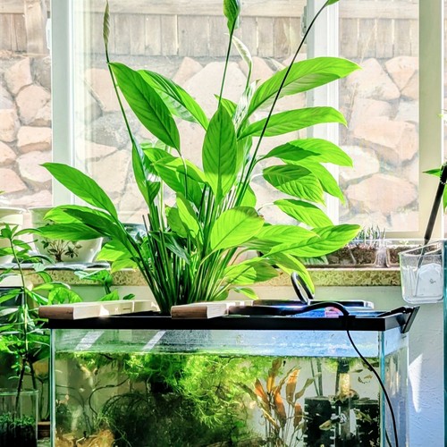 Peace lily live - 1,
