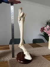 Horse Leg vet,Farrier teaching aid real bone articulated