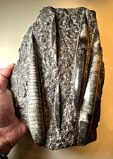 Large Fossil Orthoceras Slab Devonian Morocco 2.36kg 26cm 350 - 400 million year