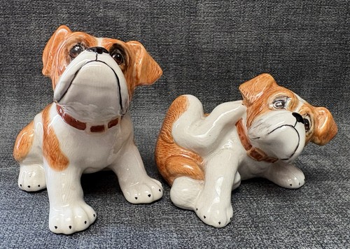 Boxer dogs salt and - boxer,