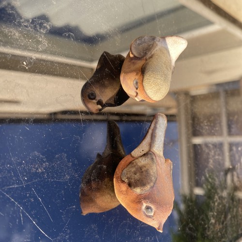 Tremar pottery baby - pottery, birds