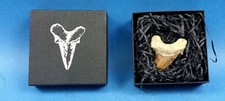 Shark Tooth Fossil Dinosaur Teeth Presentation Gift Box Great Lucky Present