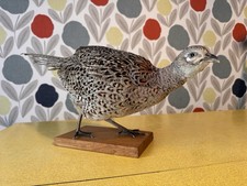 Taxidermy Female Ring Necked