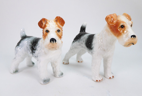 Airedale terrier dog - ,