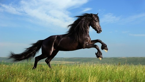 657827 horse wall art print - horse,