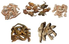 Preserved sea bait - sea, squid