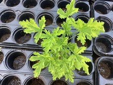 Pelargonium Geranium Scented Leaf ‘Charity’