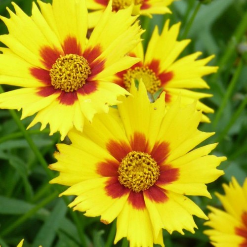 Coreopsis lanceolata - coreopsis,