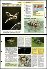 Jumping Spider #39 Insects Wildlife Fact File Fold-Out Card