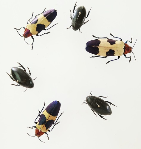 Chrysochroa buqueti water - chrysochroa,