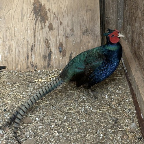 Fertile melanistic mutant - 5+,