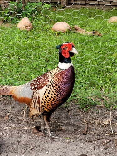 Pheasant hatching eggs - 12,