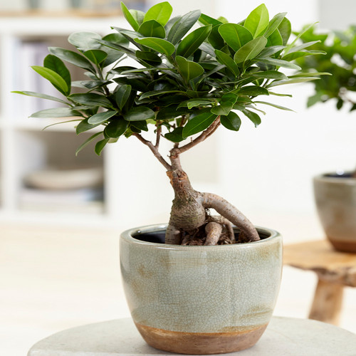 Ficus ginseng indoor - ficus,