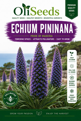 Echium pininana seeds - pininana, of