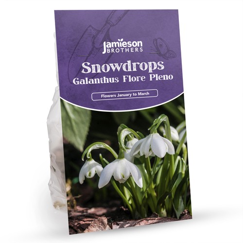 Flore pleno double snowdrop - flore,