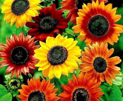 Seeds sunflower dwarf - 80,