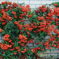 Red Firethorn Hedging Plants 20-40cm Pyracantha Red Column Evergreen Hedge Pots
