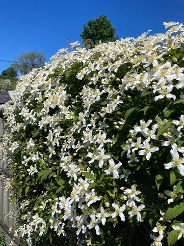 Clematis montana alba - clematis, bare