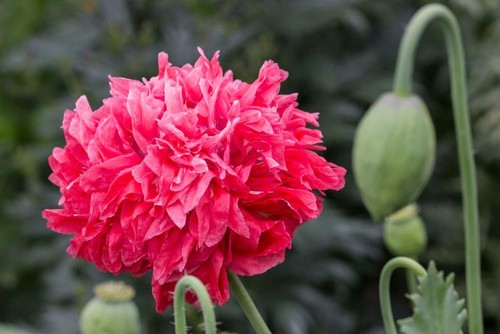 Red giant peony poppy seeds - red,
