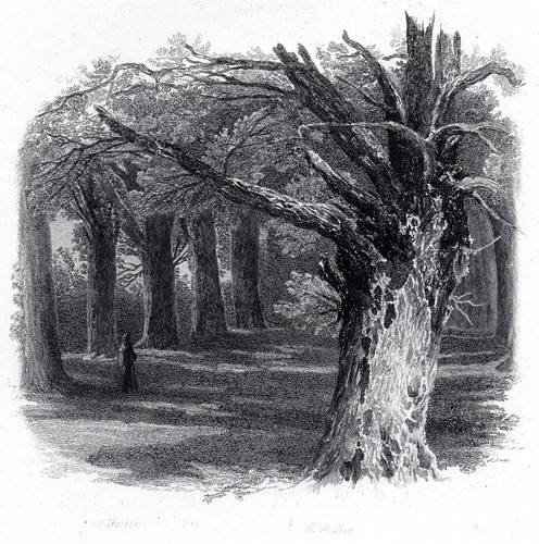 Elm tree 1881 myles - tree,
