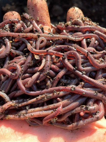 1lb live african - 1lb,