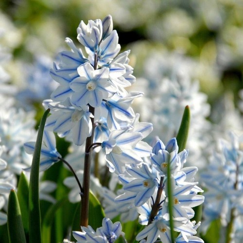 Puschkinia libanotica bulbs - puschkinia,