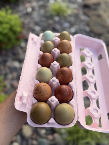 Hatching eggs bcm - hatching, (bcm