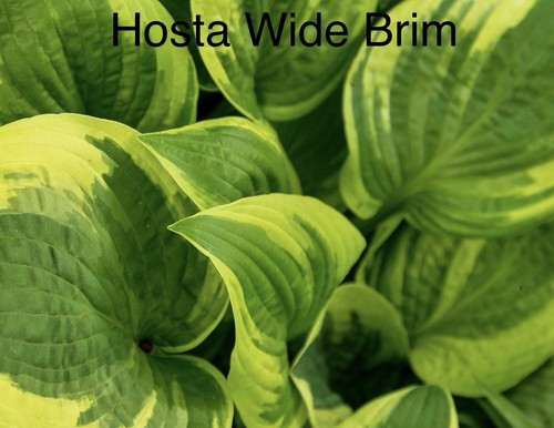Sale hosta wide brim x - “sale”,