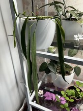 Anthurium Pallidiflorum Narrow