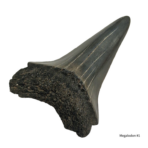 Aaa grade megalodon - aaa, shark