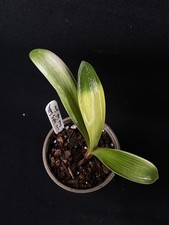 Clivia m ‘Light of  Buddha’ Variegated Broad Leaf. Japanese. National Collection