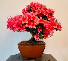 Way Of Life Bonsai Tree