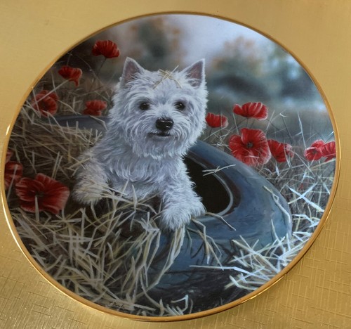 West highland white terrier - highland,