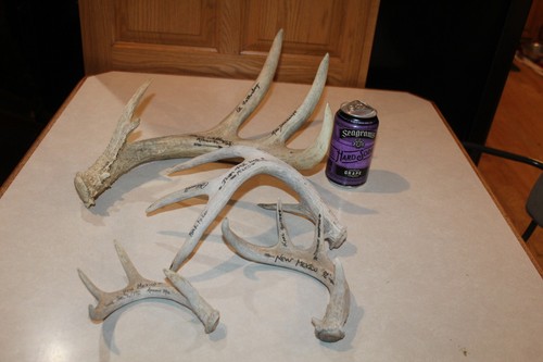 Pse whitetail deer shed mounts - pse,