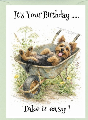 Yorkshire terrier yorkie - terrier,