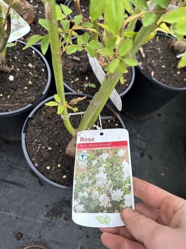 Potted rose madame alfred - potted,